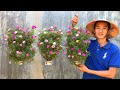 Trồng hoa trong hàng loạt chai nhựa kết quả thế nào | Hanging flower basket