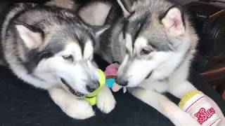 Unboxing  September Barkbox