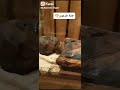 جثه فرعون لو عجبك الفيديو اضغط لايك واشترك في القناه 