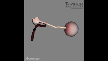 Human eye - Anatomage