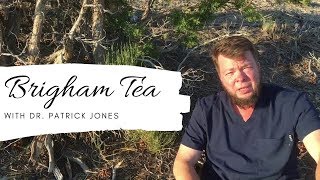 Brigham Tea - Ephedra Explained