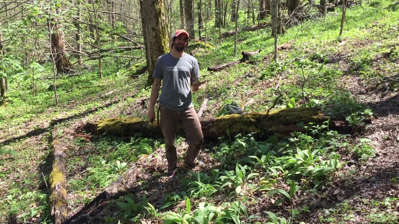Potential Pantry Sustainable Ramp Harvesting YouTube