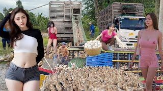 Ducks running in the fields in the flood season and the chase despite winding like a coiled snake