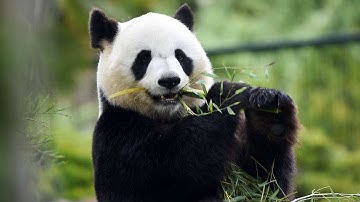 China achieves breakthrough in captive-bred pandas mating in wild