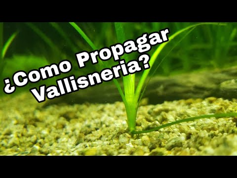 Vídeo: Como propagar a ambulia?