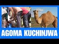 TAZAMA NGAMIA ALIVYOGOMA KUCHINJWA SHEHE AKOSWA KOSA MATEKE AKILAZIMISHA KUMKATA NGWALA TAZAMA NGAMIA ALIVYOGOMA KUCHINJWA SHEHE AKOSWA KOSA MATEKE AKILAZIMISHA KUMKATA NGWALA