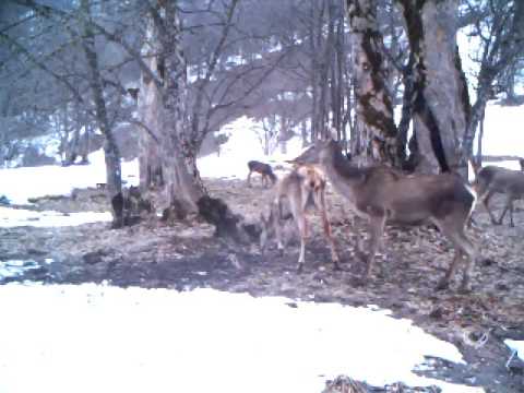 შვლები ლაგოდეხის დაცულ  ტერიტორიებზე