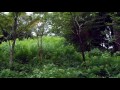 茨城県植物園のテスト撮影 の動画、YouTube動画。