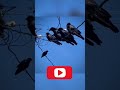 Watch Crows Unwind on a Wire Like It's Their Favorite Spot #crowbuddy #wildlife #shorts
