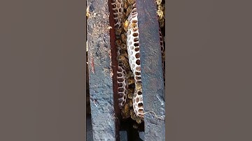 Removing frames from a beehive to harvest honey #beekeeping