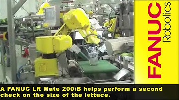 R-2000iB LR Mate 200iB Lettuce Handling - FANUC Robotics Industrial Automation