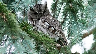 Eastern Screech owl (Softly calling) Ontario