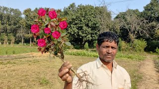 गुलाब के पौधे की कटिंग लगाने का माली ने बता दिया नर्सरी का सीक्रेट Rose grow from cutting (secret)