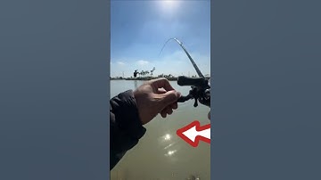 Câu lure cá ngạo