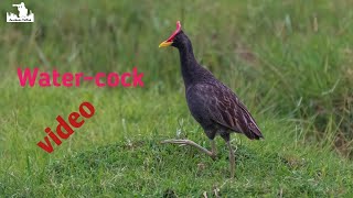 Watercock The most Amazing and Illusive and shy bird (Gallicrex cinerea) , #amritendu