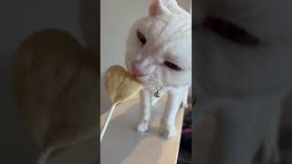 Kap Kap Chap Chap Kap Kap