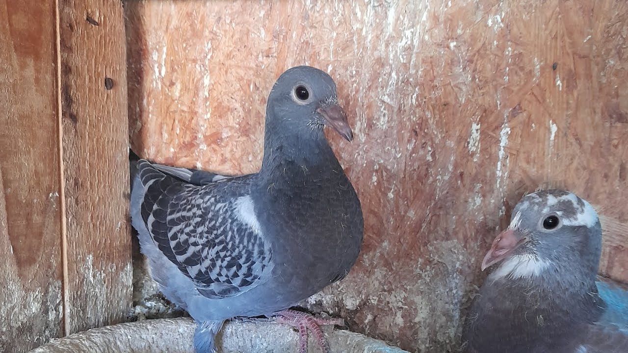 Împerechea Lotului de Zbor