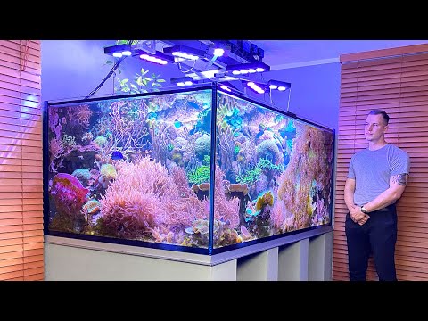 Video: Saltwater Marine Reef Aquariumin perustaminen