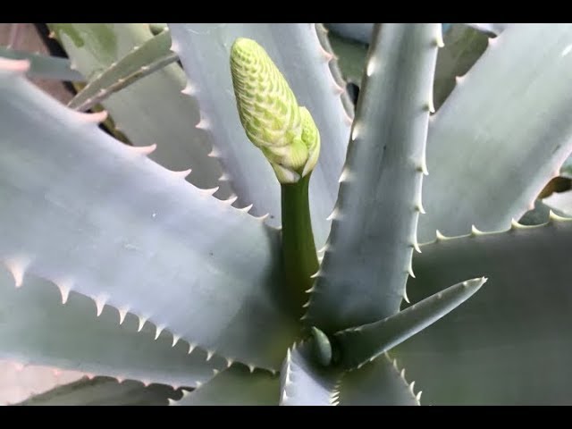 Las flores comestibles del aloe vera | Cómo consumirlas + RECETA - thptnganamst.edu.vn