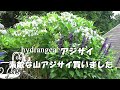 素敵な山アジサイ / 我が屋のアジサイ達