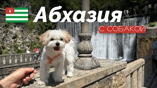 картинка: АБХАЗИЯ на МАШИНЕ с собакой: Гудаута, Сухум, Пицунда, Гагра, Новый Афон