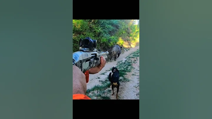 дикий кабан, очень крупный план, большой кабан🎯#hunting#chase#challenge#