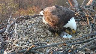 Hanover Eagles Live Cam   HDOnTap — HDOnTap com   Free Webcams From Around The World! in Mozilla Fir