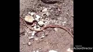 Si Te Ries Pierdes Undertale