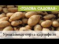 Голова садовая - Урожайные сорта картофеля