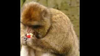 Monkey eating apple meme template #shitposting