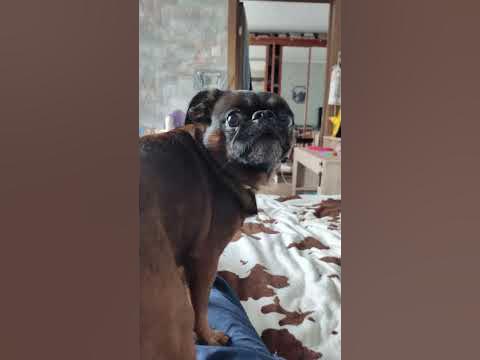 Собака. Пти-Брабансон. Грифон - YouTube