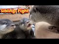 【カワウソ赤ちゃん】ベビーず、兄妹喧嘩が勃発！？Siblings fight!!【特別編】