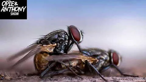 Opie and Anthony: The Pests overwhelm Scott Ferrall