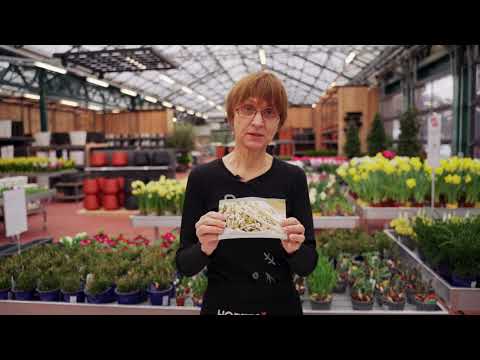 Video: Kā Diedzēt Sēklas Kartupeļus Mājās