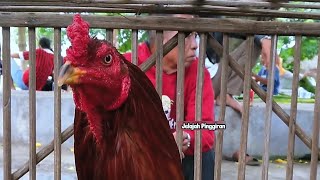 Mbah Gondrong Bawa Kejutan Ayam BK Klasik Istimewa, Pasar Legi Klaten