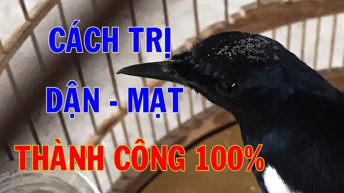 Hà Nội kiểm tra thông tin Tam Mao TV 'thịt chim trong sách đỏ'