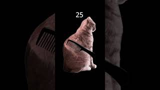 Brush orange cat