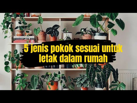 Video: Penyelenggaraan Tumbuhan Dalam Rumah: Petua Asas Untuk Penjagaan Tanaman Dalaman