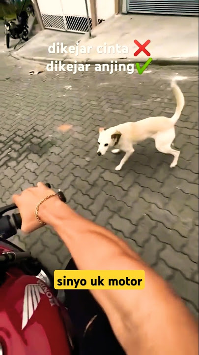 tips dikejar anjing, kejar balik anjingnya #shorts