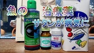 めだかの病気治療 サタンが 治療薬紹介とメチレンブルー治療開始 Youtube