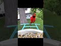 #redbird #angrybird #cardinal #northerncardinal #backyardbird #wildlife #bird #birdfeeder #birds