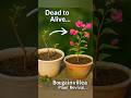How I Saved My Bougainvillea From Dying! | The Magic of Care 🌺#bougainvillea #plants #shorts
