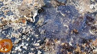 One of the larger colonies of Star Ascidians that I've found, Ireland. #shorts