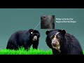 Infografia animada sobre el oso andino - Río Verde
