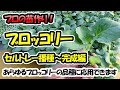 【育苗のプロが教える！】ブロッコリーの苗作り　セルトレー播種～苗完成編　あらゆるブロッコリーの品種に応用できます