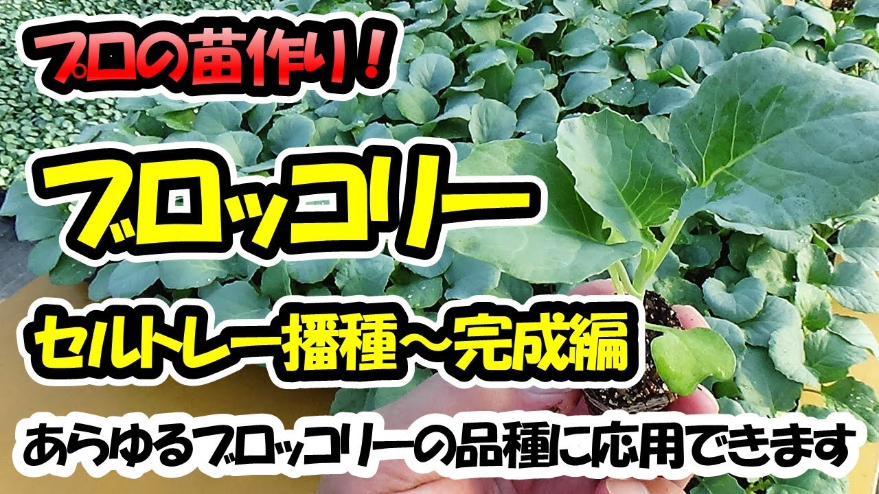 【育苗のプロが教える！】ブロッコリーの苗作り　セルトレー播種～苗完成編　あらゆるブロッコリーの品種に応用できます