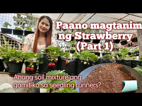 Video: Hot Weather Strawberries - Mga Tip Sa Pagtatanim ng Strawberries Sa Zone 9