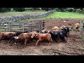 Jaf wild bulls  lets feed them  terceira island  azores  portugal