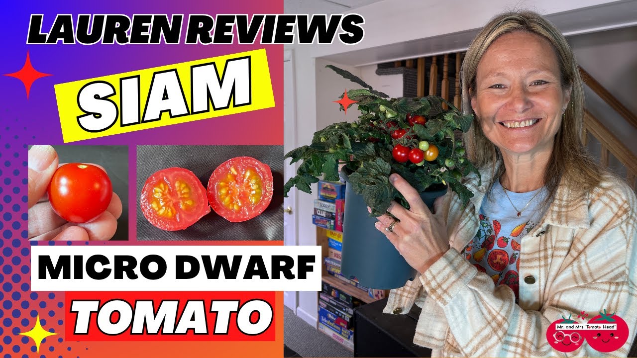 Lauren Reviews SIAM Micro Dwarf Tomato!