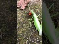 ハチVSカマキリ